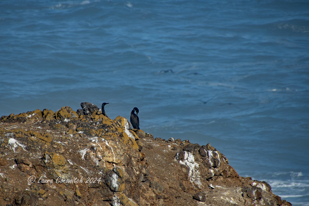 Yaquina Head Lighthouse