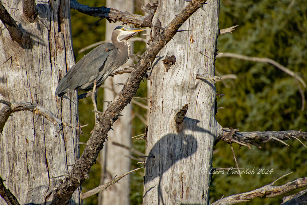 Great Blue Heron