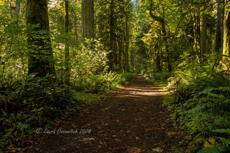 Millersylvania State Park