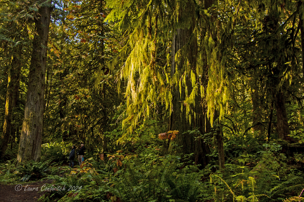 Millersylvania State Park
