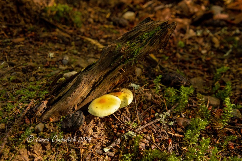 Millersylvania State Park