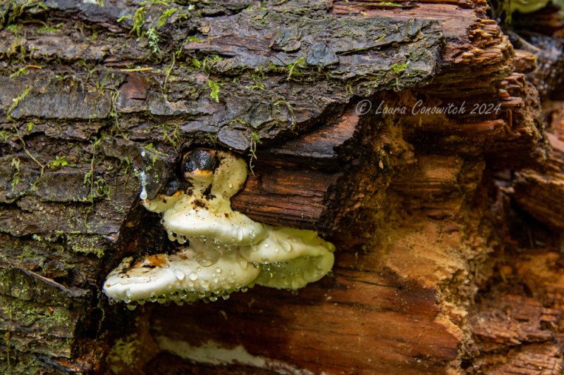 Millersylvania State Park