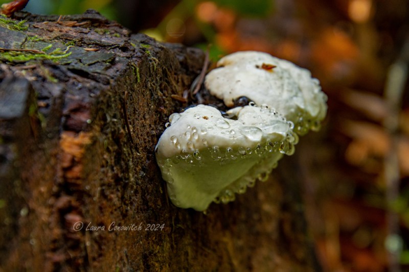 Millersylvania State Park