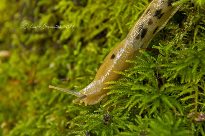 Millersylvania State Park