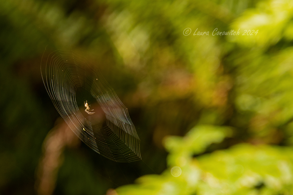 Millersylvania State Park