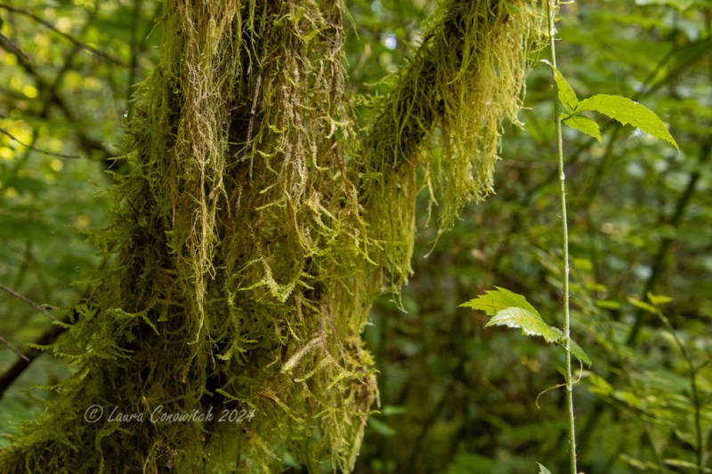 Millersylvania State Park