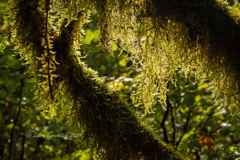 Millersylvania State Park