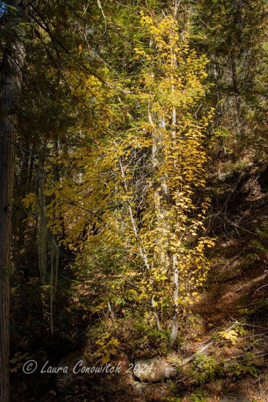 Trout Lake_Hoodoo Canyon