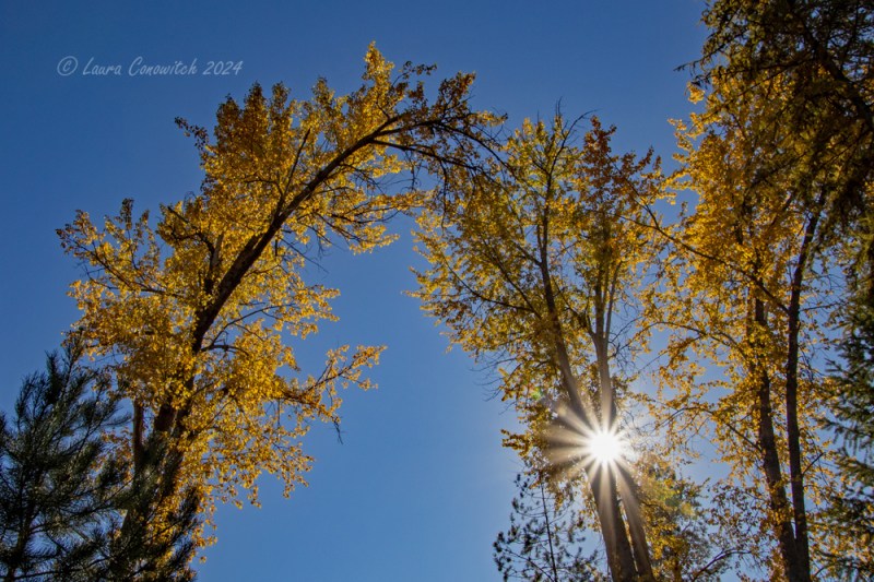 Log Flume Heritage Site
