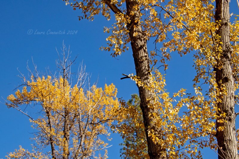 Log Flume Heritage Site