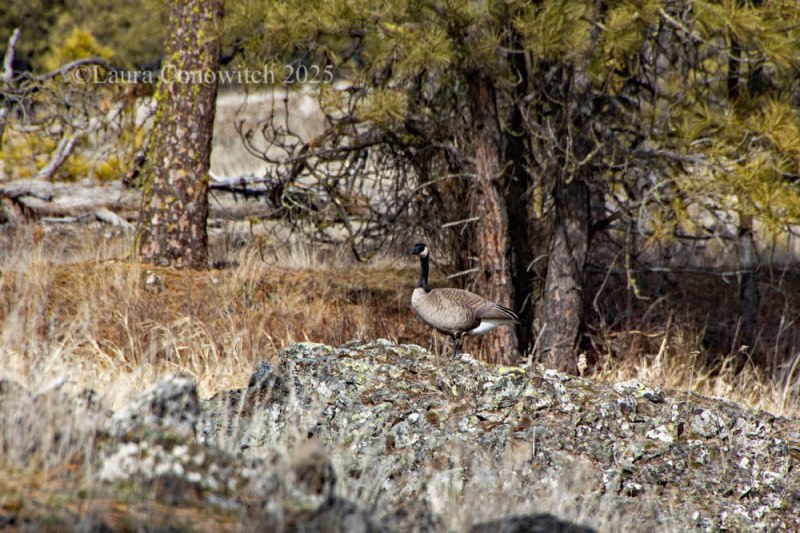 Turnbull National Wildlife Refuge