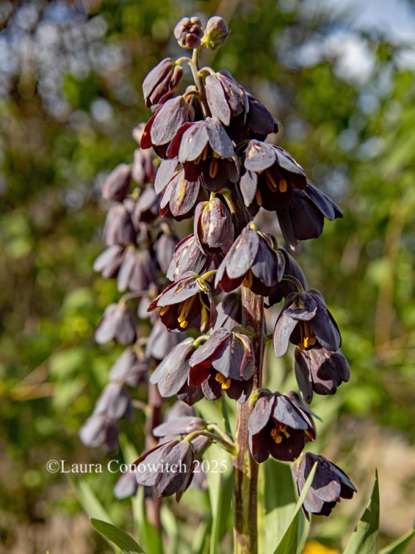 Fritillaria Persica