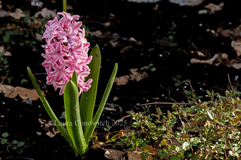 Hyacinth