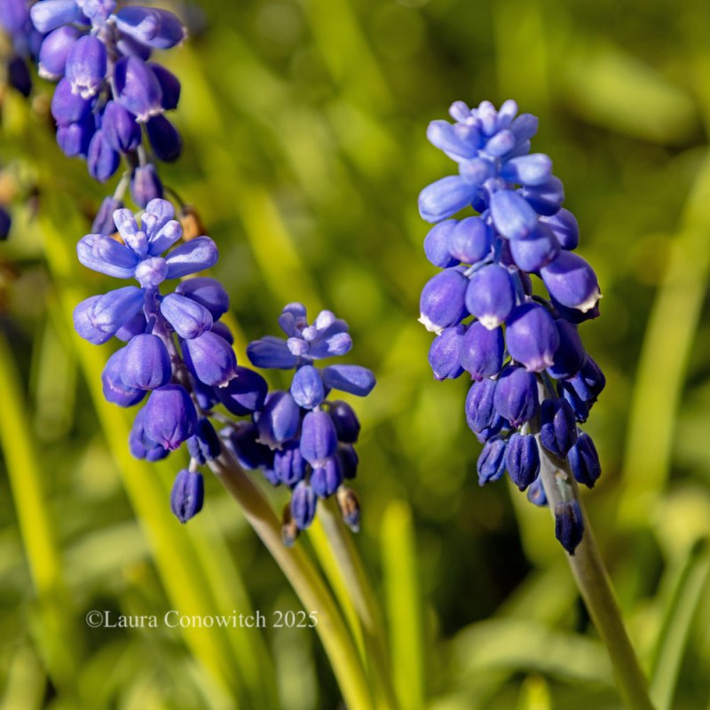 Grape Hyacinth
