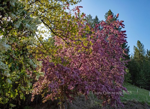 Lilac, Oak and Crabapple