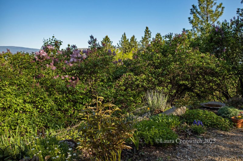 Edge of Garden with a Lilac Hedge