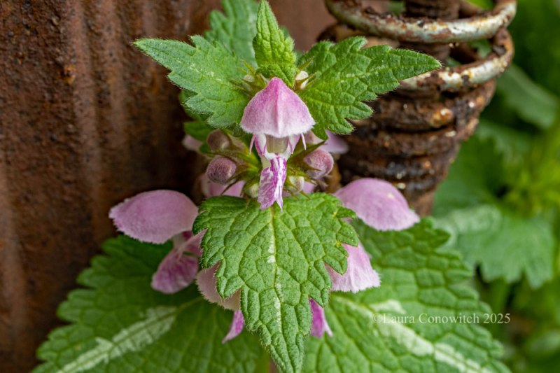 Lamium/Dead Nettle