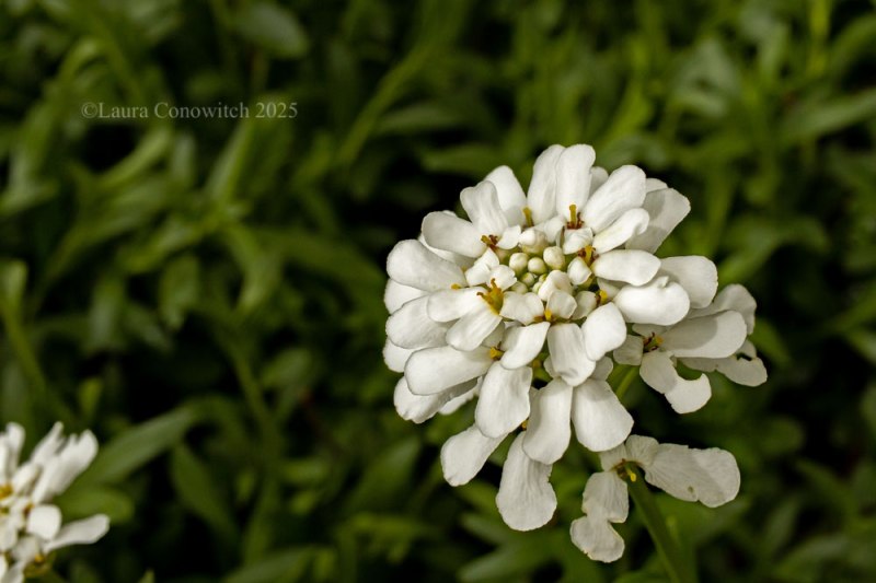Candytuft
