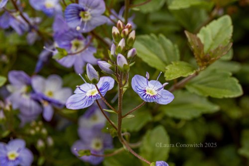 Veronica Waterperry Blue