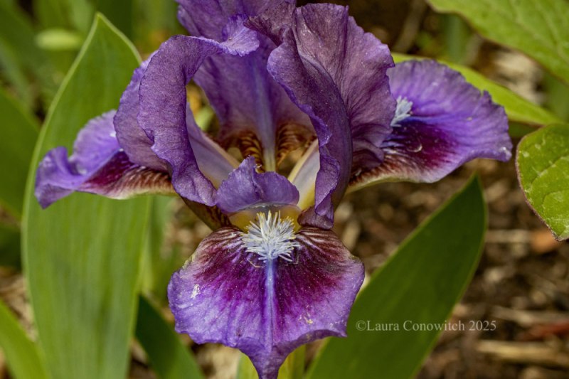 Miniature Iris