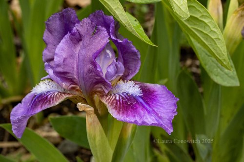 Miniature Iris