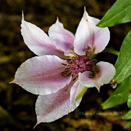 Clematis