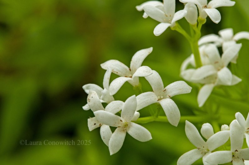Sweet Woodruff