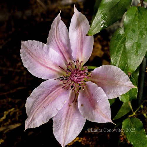 Clematis