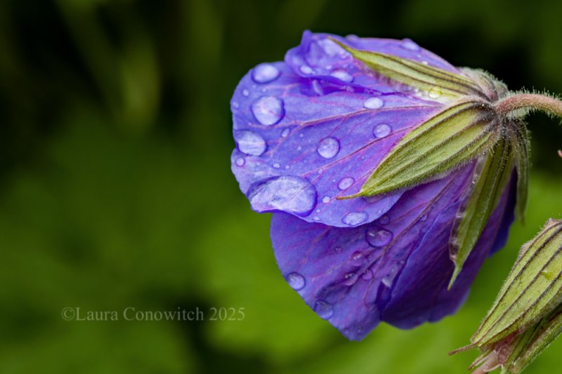 Geranium