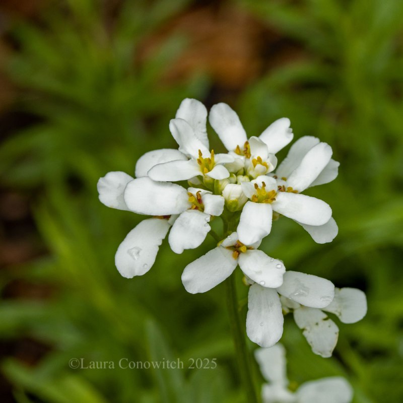 Candytuft