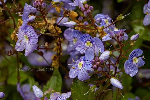 Veronica Waterperry Blue