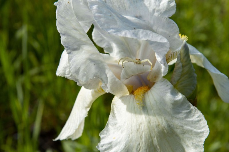 Iris