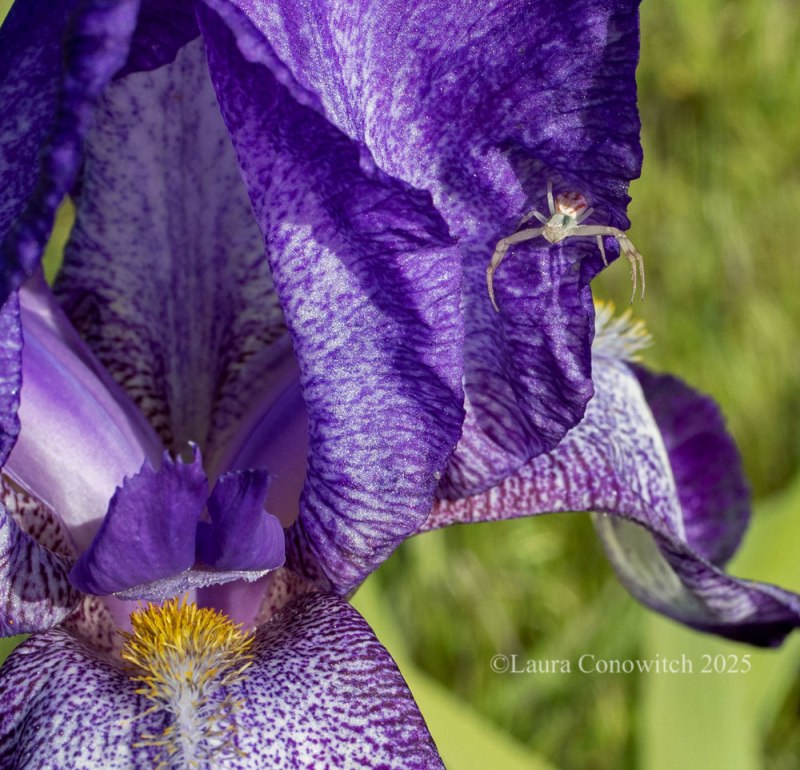 Iris