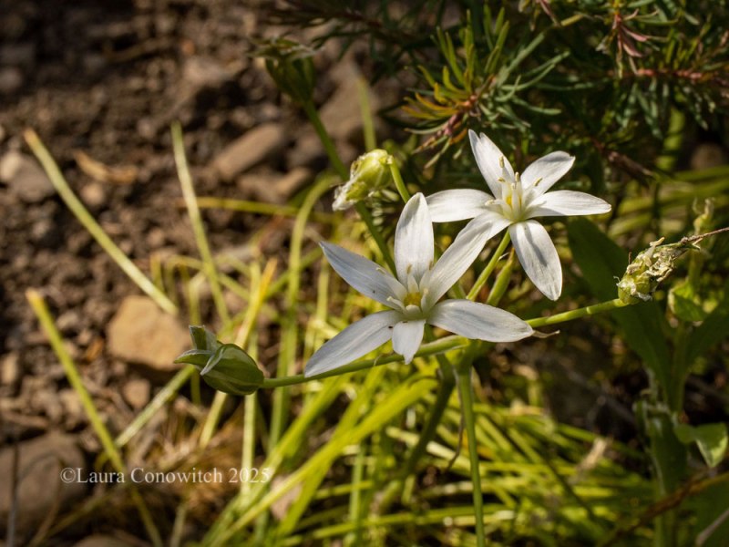 Garden Star of Bethlehem