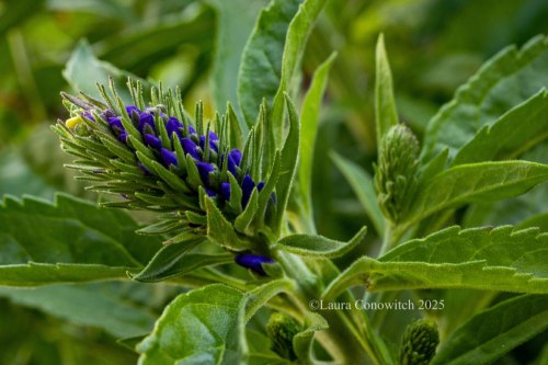 Veronica Spicata/ Spiked Speedwell