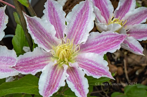 Clematis