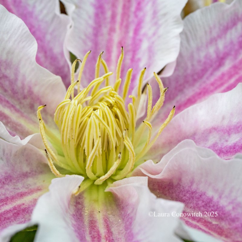 Clematis