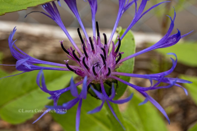 Montana Blue Centaurea