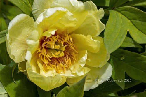 Tree Peony