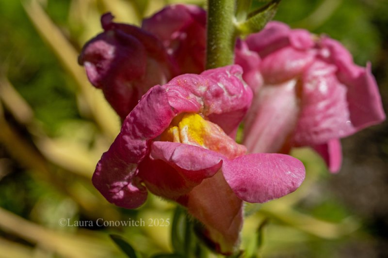 Snapdragon
