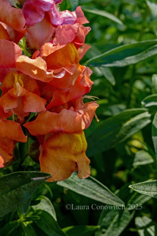 Snapdragon
