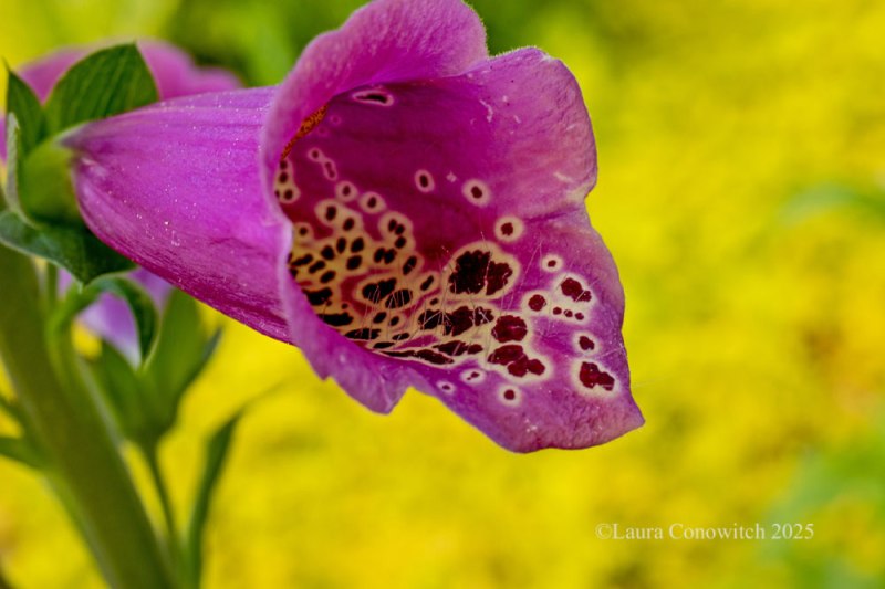 Foxglove