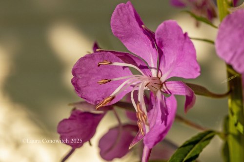 Fireweed