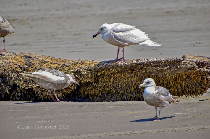 Bolstad Ocean Beach Washington State
