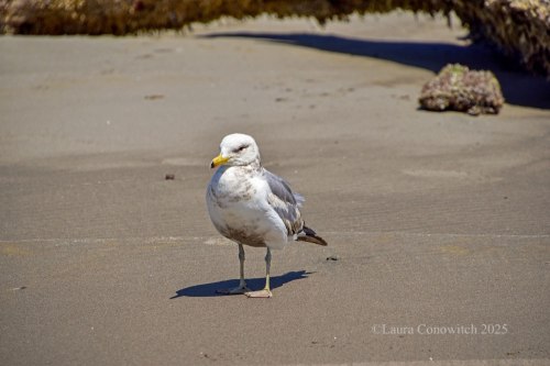 Bolstad Ocean Beach Washington State