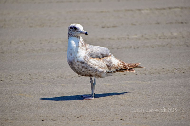Bolstad Ocean Beach Washington State