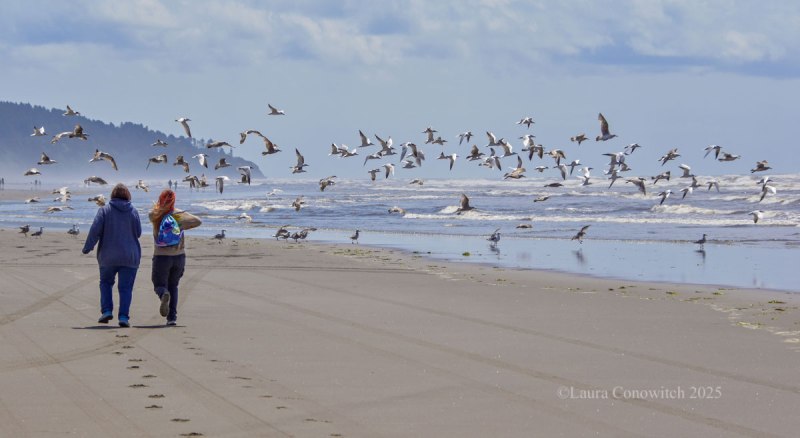 Bolstad Ocean Beach Washington State