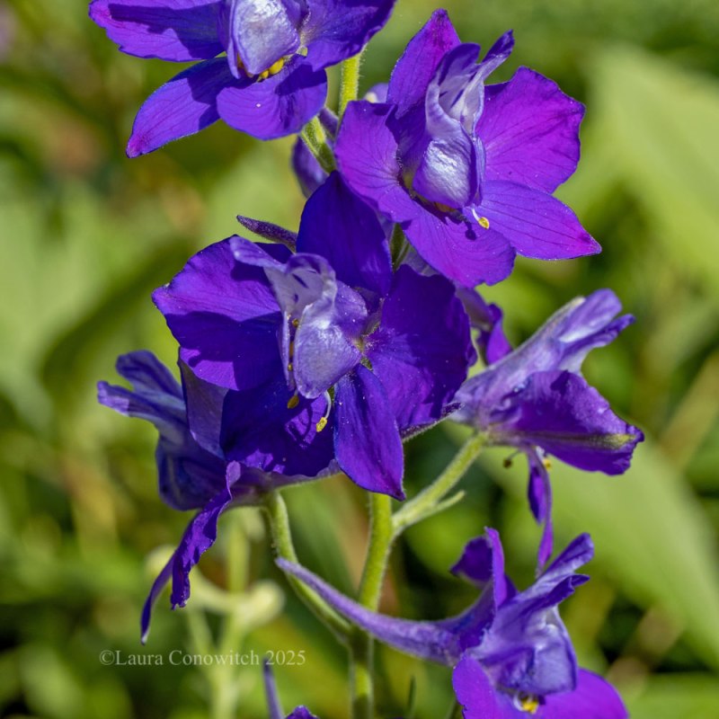 Larkspur