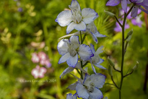 Larkspur