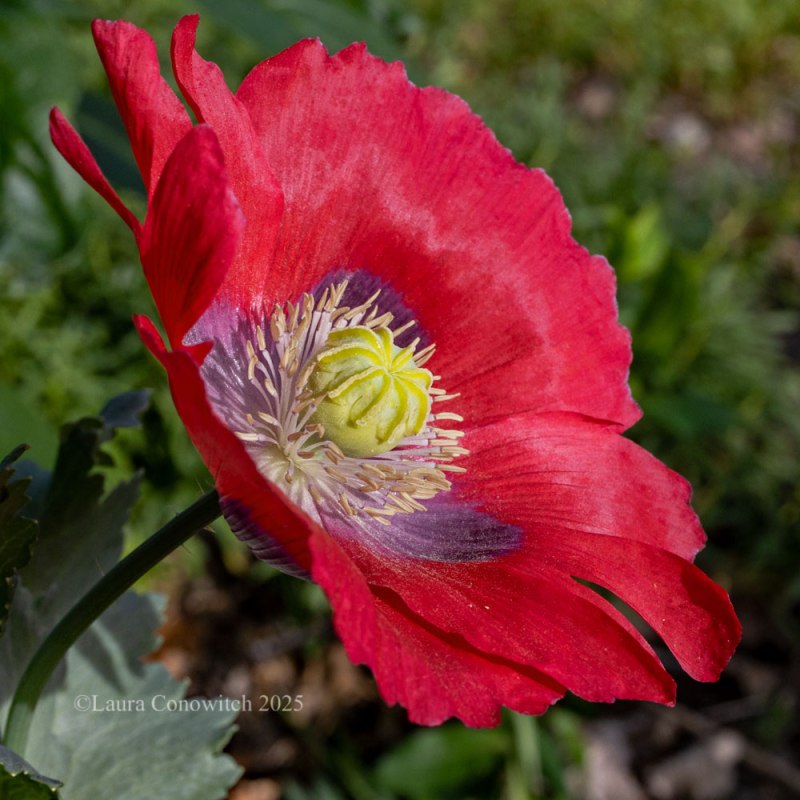 Poppy